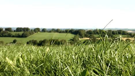 Wind-blowing-through-the-grass