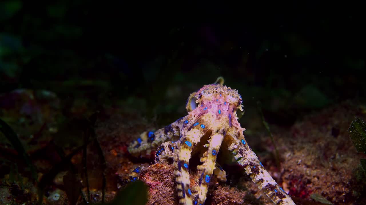 Southern Blue-Ringed Octopus Hapalochlaena maculosa 4k 25fps