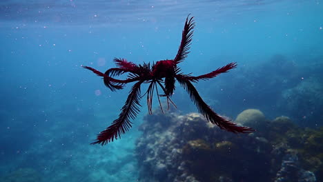 featherstar swimming near the surface