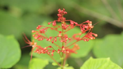 primer plano de una delicada flor silvestre roja en la naturaleza