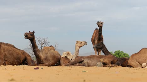 Camels-at-the-Pushkar-Fair,-also-called-the-Pushkar-Camel-Fair-or-locally-as-Kartik-Mela-is-an-annual-multi-day-livestock-fair-and-cultural-held-in-the-town-of-Pushkar-Rajasthan,-India.