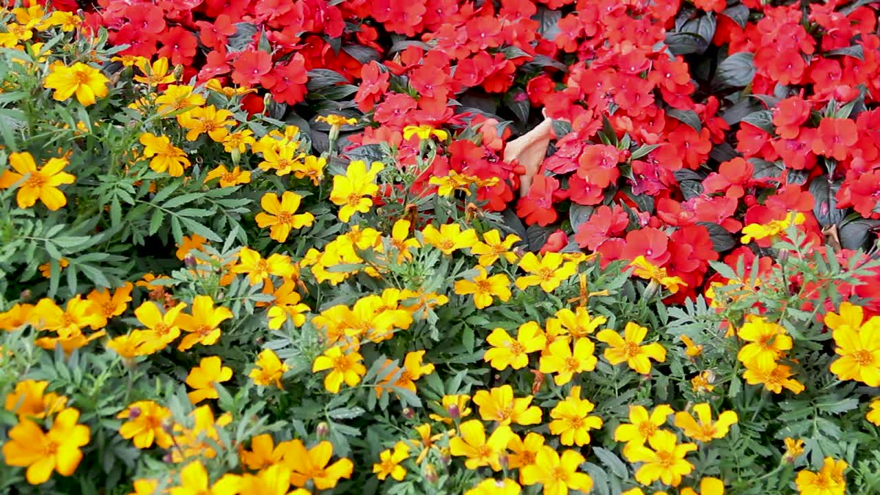 A diagonal shot of red and yellow flowers in summer