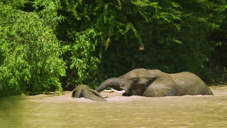 Two-elephants-bond-in-water-splashing-and-playing-in-waterhole-in-Tanzania-Africa