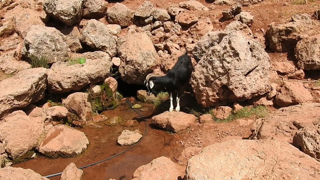 una cabra que viene a beber de una fuente -marruecos