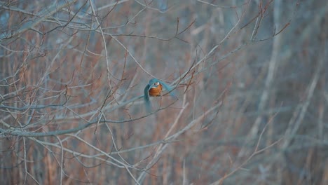 Eisvogelvogel,-Der-Vom-Barsch-Abtaucht,-Um-Einen-Fisch-Zu-Fangen