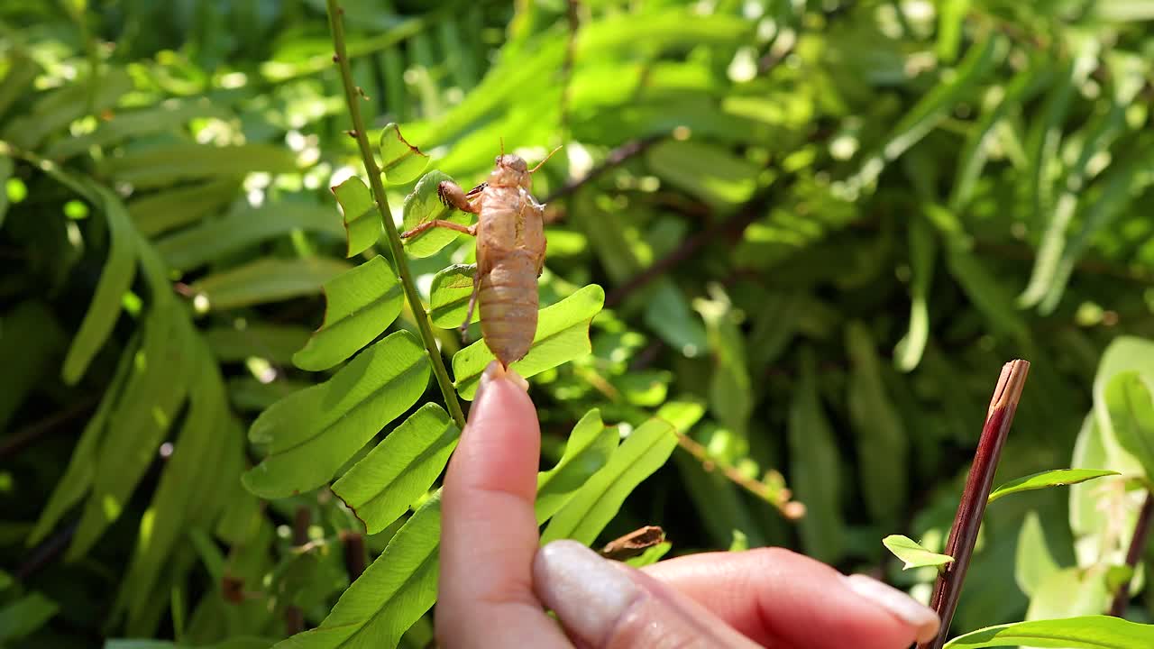A hand examines a cicada shell on a vibrant green fern under bright sunlight, highlighting nature's intricate details