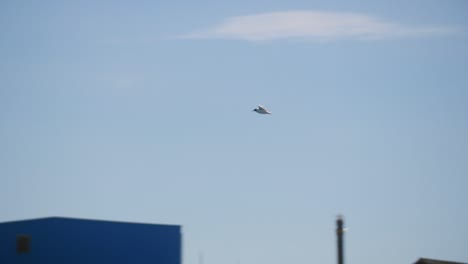 A-seagull-flying-in-the-sky-along-the-coast-in-slowmotion-in-the-summer-daytime-in-slowmotion