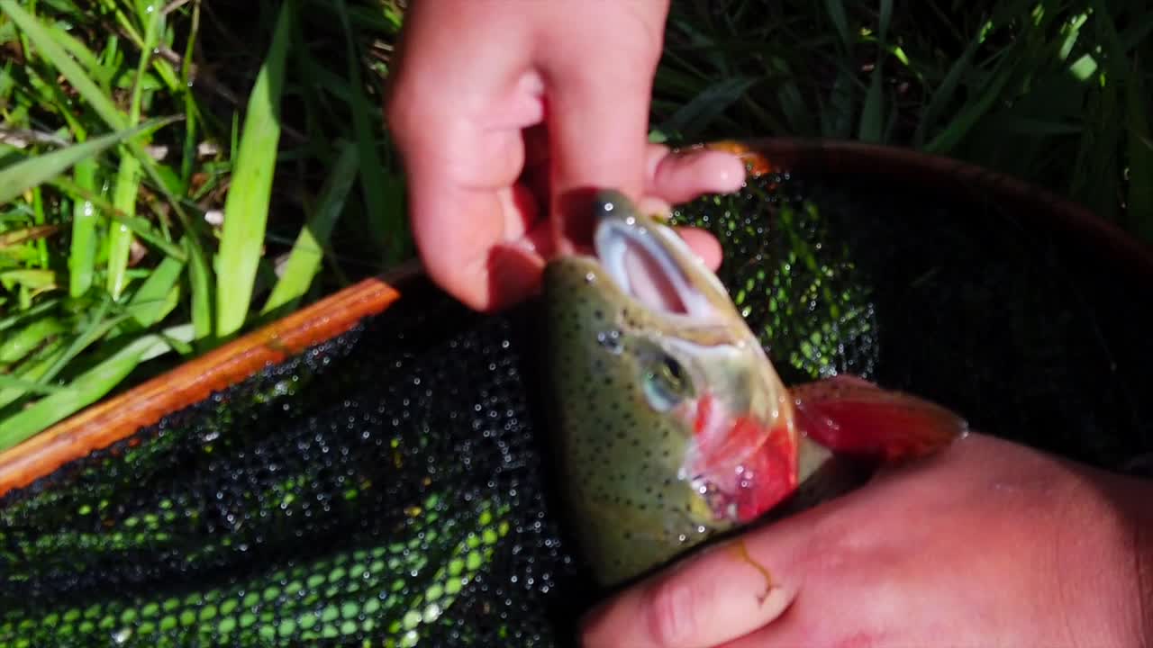 A person is holding a rainbow trout pulling out the hook from its mouth. (slow motion)