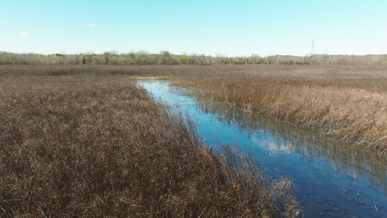 Flying Over The Dried Grass Growing In The Grassy Lake Within The Bell Slough State Wildlife Management Area In Arkansas
