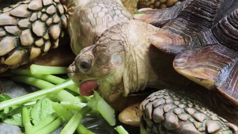 tortoise eating vegetables