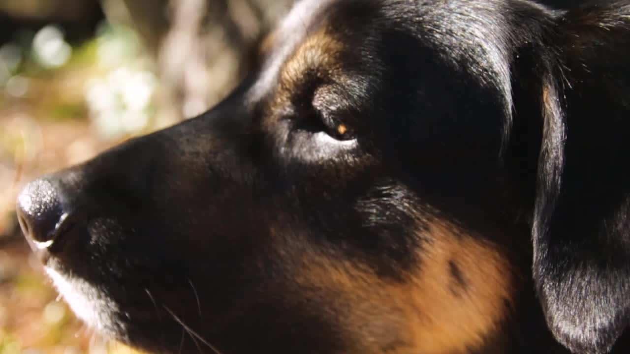 Close up profile head shot of a curious pet dog sniffing against beautiful foliage shadows bokeh background.