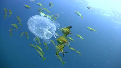 box jellyfish with small fish 9