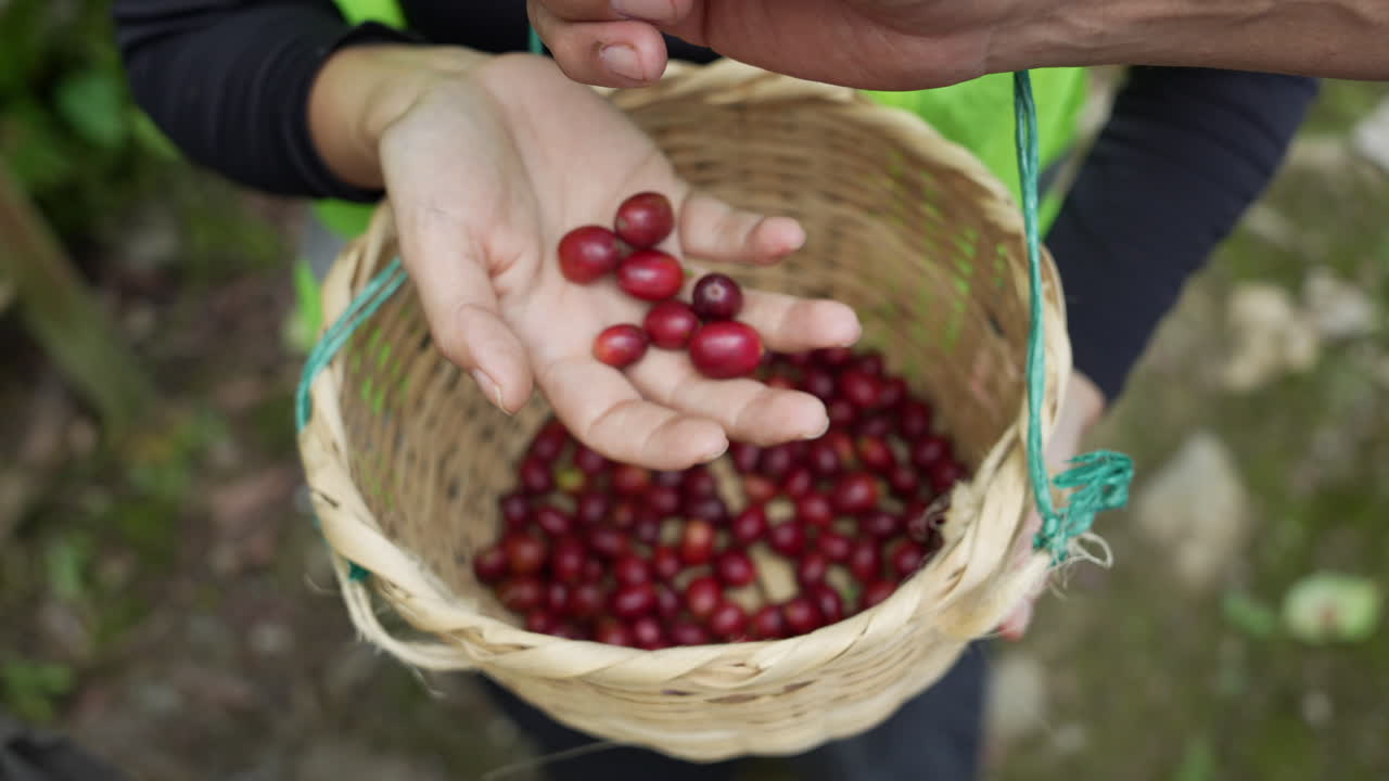 Primo piano vibrante di ciliegie di caffè mature raccolte in Colombia, tenute in mano sopra un cesto intrecciato. Cattura l'essenza della coltivazione del caffè colombiano con ricchi dettagli e colori.