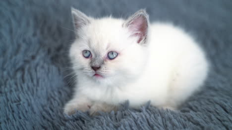 beautiful white cat with blue eyes sitting on the bed. furry white kitten resting on the blanket. grey background.