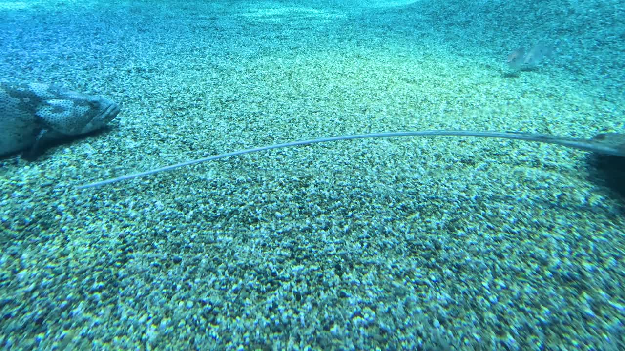 스팅레이는 모래 바닥을 가로질러 움직입니다.