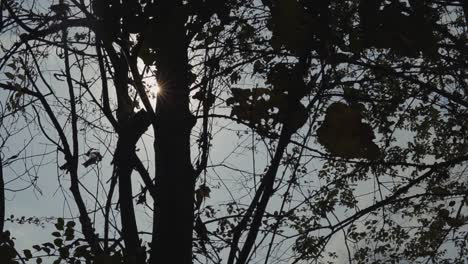 fotografía detallada en cámara lenta de la silueta del árbol iluminada por los rayos del sol