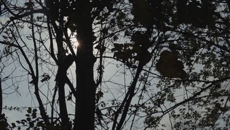 slow motion detail shot of tree silhouette illuminated by sun rays