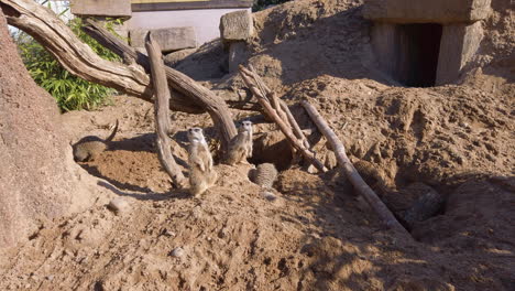 Mob-of-Meerkats-explore-their-enclosure-at-a-wildlife-safari-park