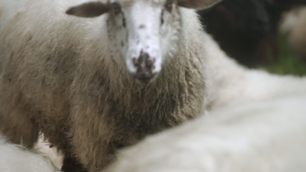 A sheep walking around between other animals in the flock with a red mark on their head, fully covered with wool on a sunny, warm, spring day.