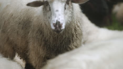 a sheep walking around between other animals in the flock with a red mark on their head, fully covered with wool on a sunny, warm, spring day.