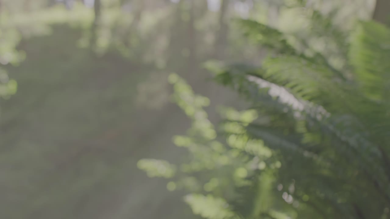 paseo por el bosque encantado: primer plano de una mujer con un vestido rojo vibrante sosteniendo una rama de enebro, caminando a través de un bosque exuberante como de cuento de hadas en medio de la mística niebla y niebla matutina