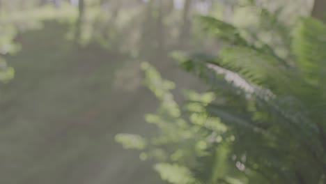 enchanted forest stroll: close-up of a woman in a vibrant red dress holding a juniper branch, walking through a fairy-tale like lush forest amid the mystical morning mist and fog