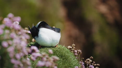 puffin close up riffling feathers with beak, detailed grooming moment, sunny day 02