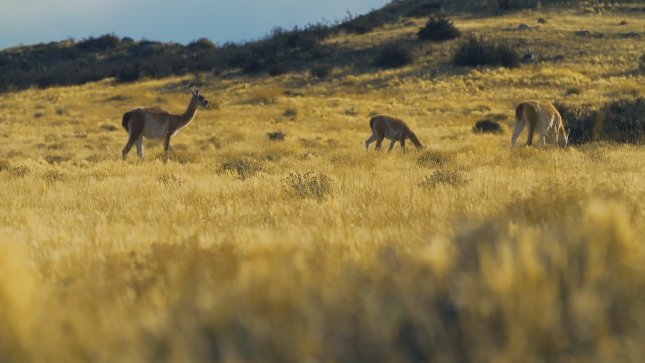 alpacas caminando y pastando en un pasto en el medio silvestre