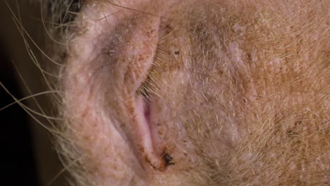 a close up shot of a pigs eye as he drifts in and our of sleep