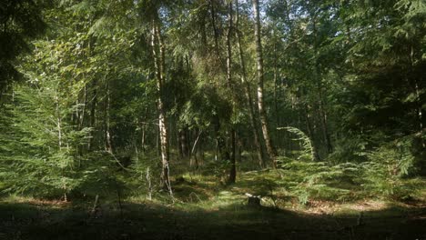 Sonniger-Tag-Mitten-Im-Grünen,-Wunderschönen-Wald