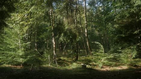 sunny day in the middle of green, beautiful forest