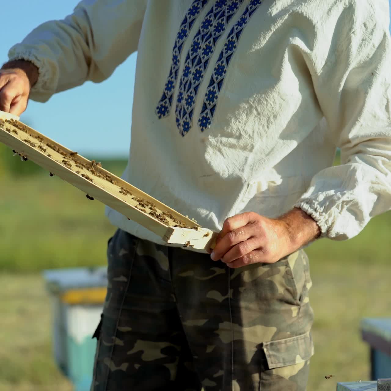 Beekeeper in protective workwear inspecting honeycomb frame at apiary. Beekeeping concept. Beekeeper harvesting honey