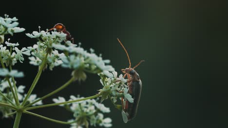 ant and beetle on flower