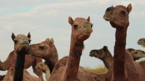 Camellos-En-La-Feria-De-Pushkar,-También-Llamada-Feria-De-Camellos-De-Pushkar-O-Localmente-Como-Kartik-Mela,-Es-Una-Feria-Ganadera-Y-Cultural-Anual-De-Varios-Días-Que-Se-Celebra-En-La-Ciudad-De-Pushkar,-Rajasthan,-India.