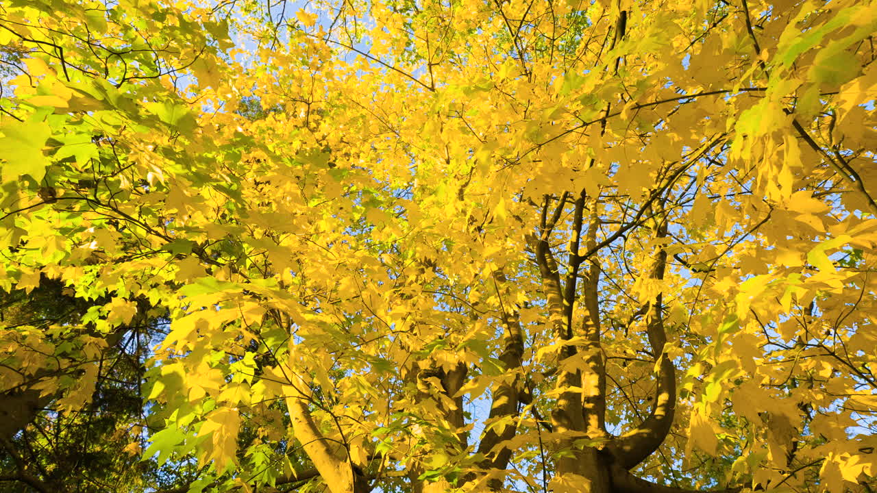 Autumn Maple Tree Canopy