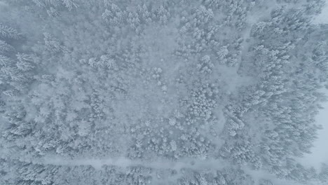 overhead view of dense forest with trees covered with snow at winter