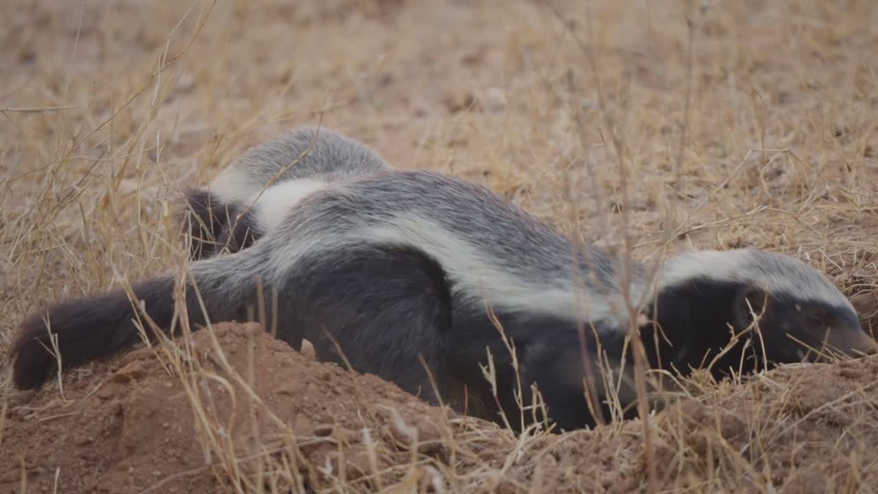 Un tasso del miele che scava al rallentatore, con gli artigli che gettano la sabbia all'indietro da una buca, mentre un secondo tasso osserva nelle vicinanze in un habitat di prateria secca. Scena dettagliata del comportamento della fauna selvatica.