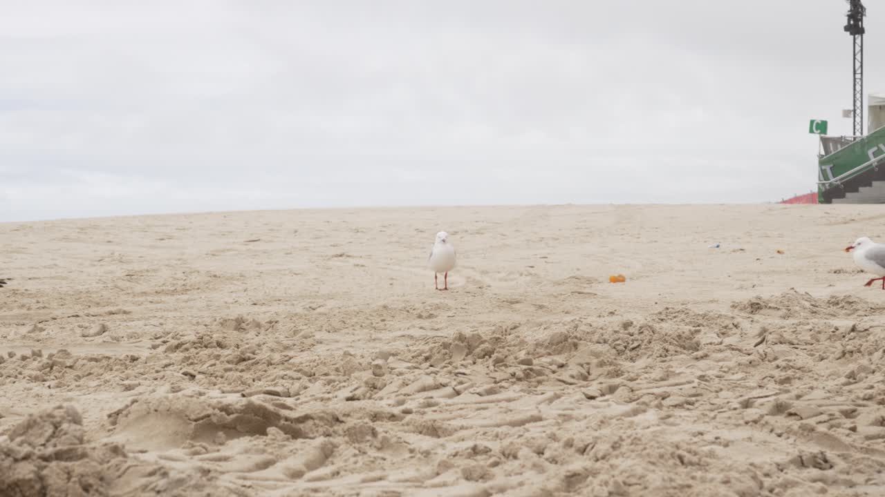 호주 골드코스트 (gold coast) 의 모래 해변에서 바다표범.