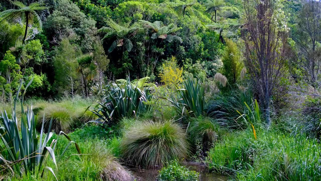 Scenic New Zealand landscape view marshland and forest environment moving in wind breeze in Wellington, New Zealand Aotearoa