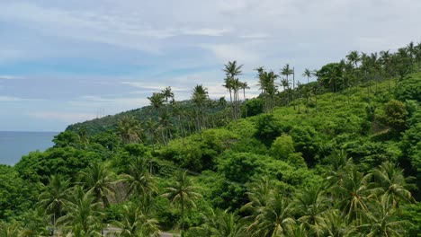 Isla-Rural-De-La-Selva-Con-Cocoteros-Tropicales-En-Una-Colina-Durante-El-Día,-Antena