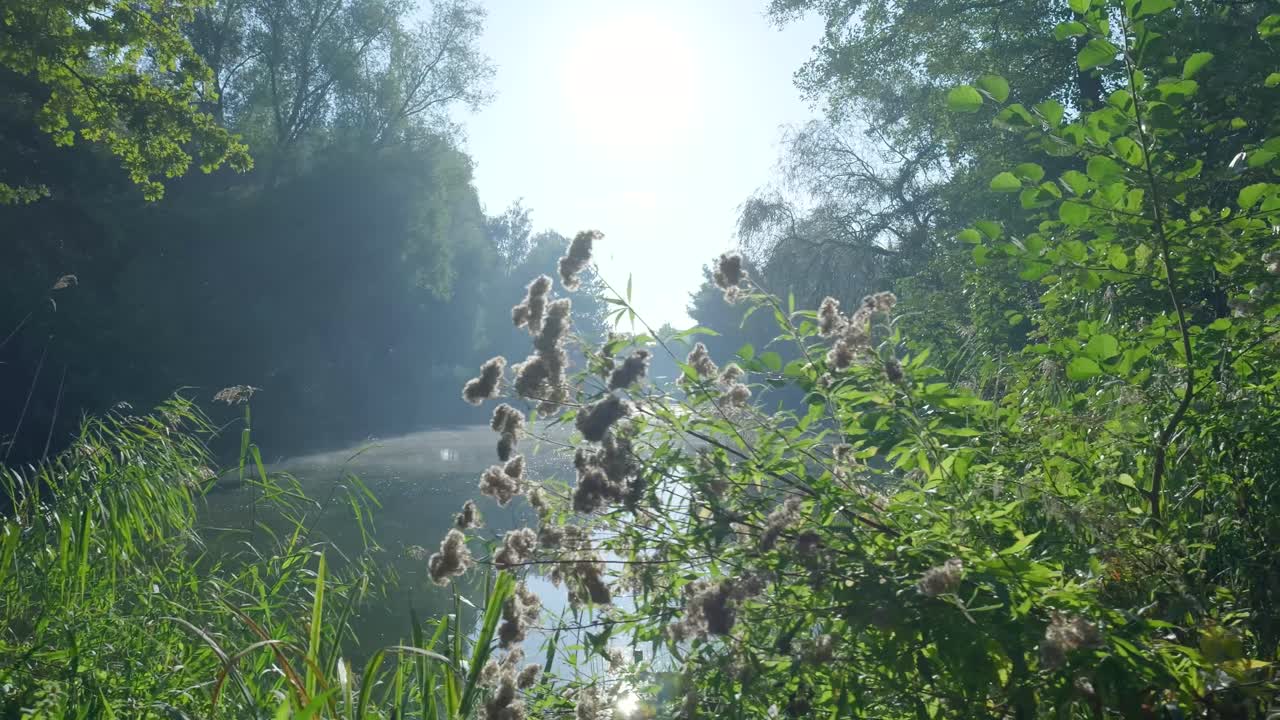Tranquil Lake Surrounded by Lush Greenery