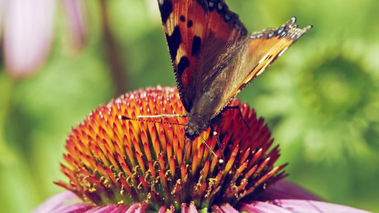 un primerísimo plano macro de una pequeña mariposa naranja de concha sentada sobre una flor cónica púrpura y recogiendo néctar