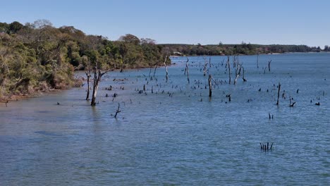 Vom-Fluss-Parana-überschwemmte-Tote-Bäume,-Eine-Naturkatastrophe,-Eine-ökologische-Tragödie