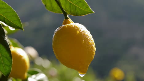 lemons on the tree