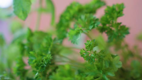 extreme close up of herb leaves