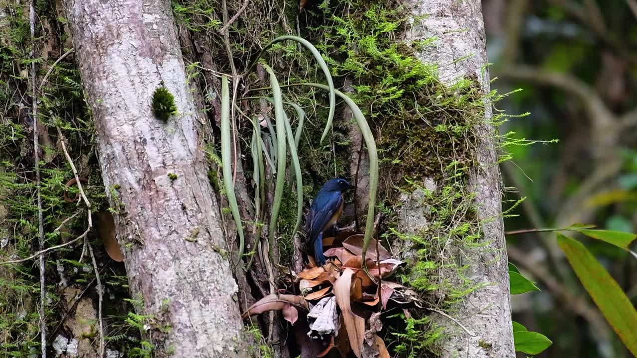 мухоловка холмовая голубая встречается в высокогорных местах обитания, у нее голубые перья и оранжевая грудка у самца, а самка бледно-коричневая с переходящей оранжевой грудкой