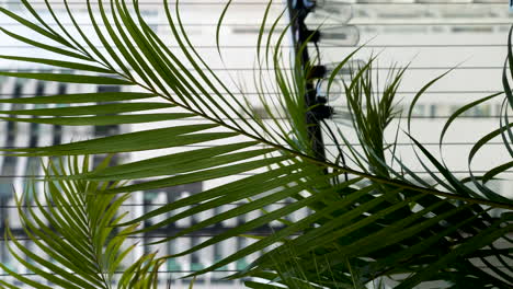 Areca-Palm-Plant-Leaves-Fluttering-In-Wind-On-High-Rise-Balcony