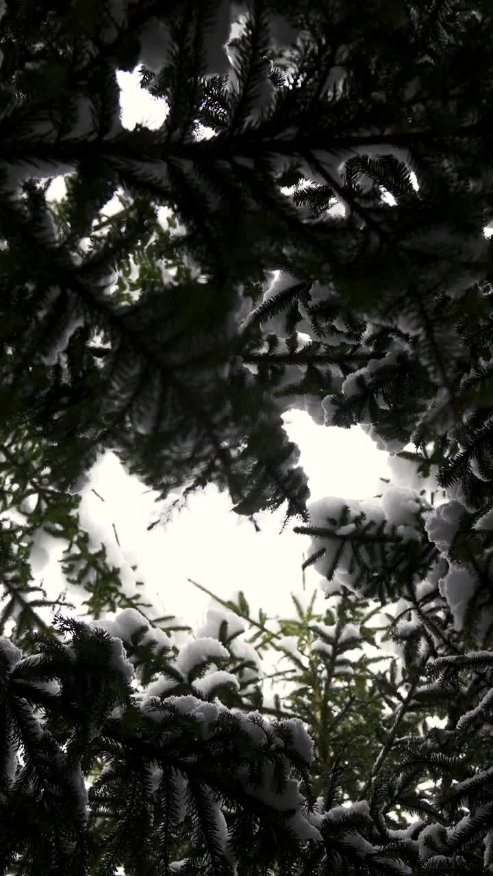 лес, покрытый снегом