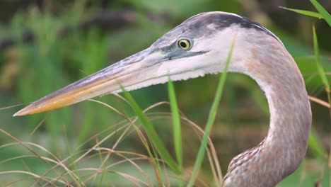 great blue heron bird portrait with foliage close up