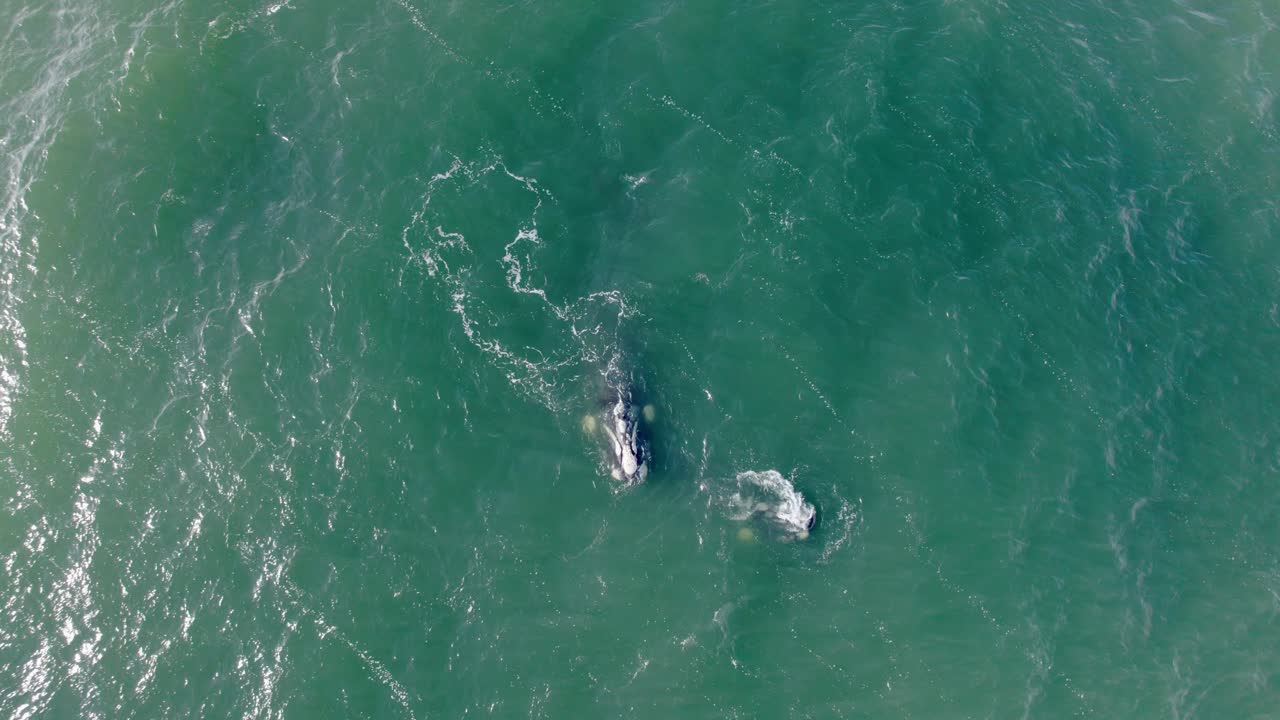 Aerial Top View of a Whale Swimming in Green Ocean Water